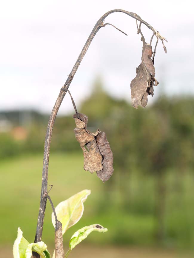 Erwinia amylovora