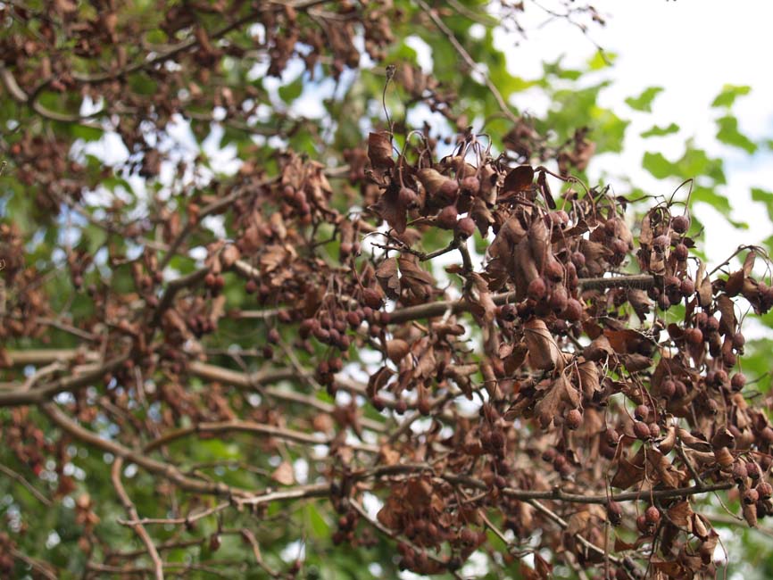 Erwinia amylovora