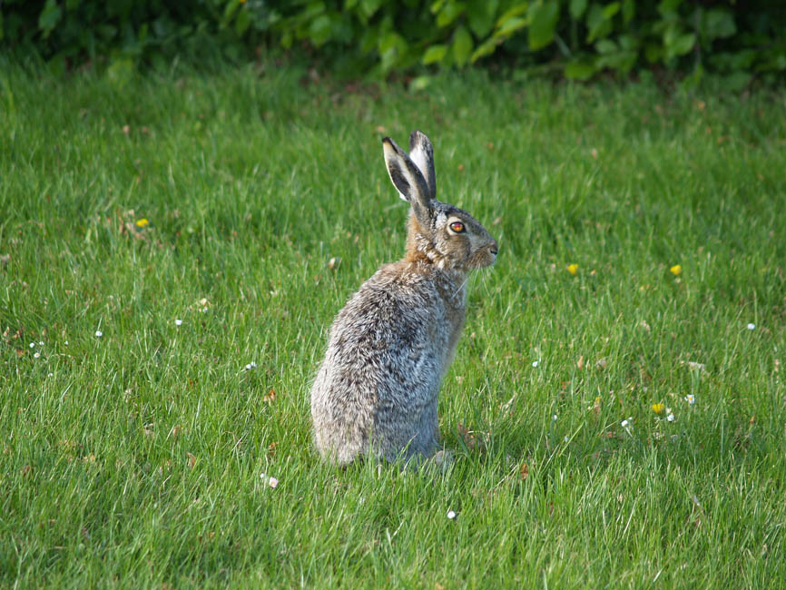 Hare