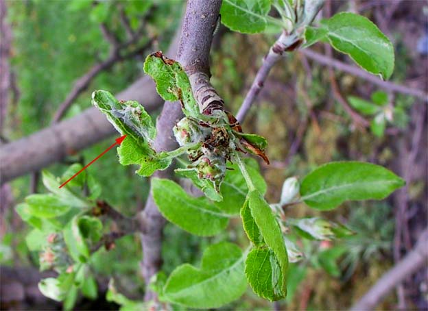 Hedya nubiferana