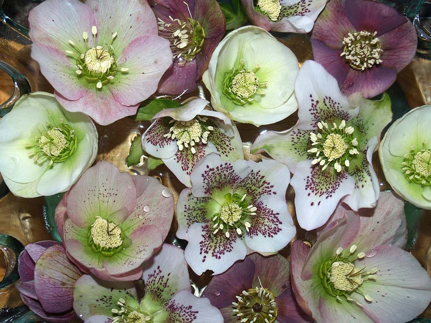 Helleborus