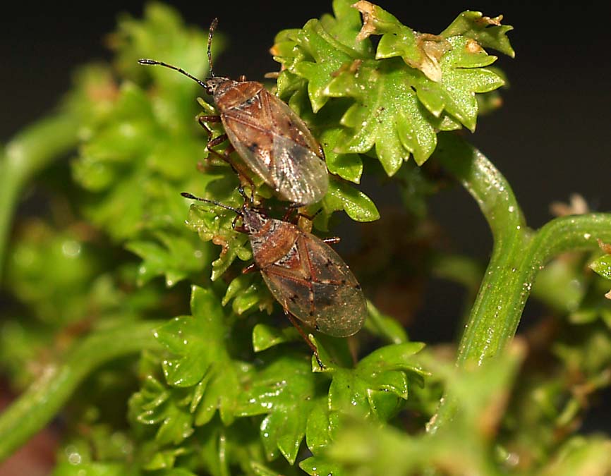 Kleidocerys resedae