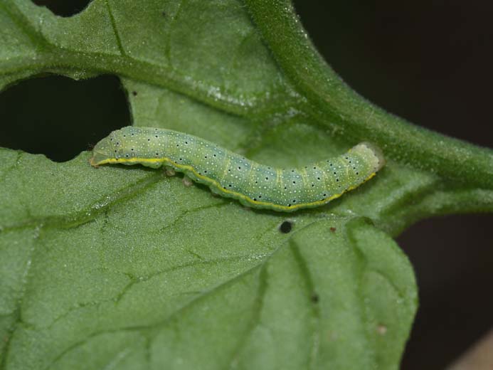 Lacanobia oleracea