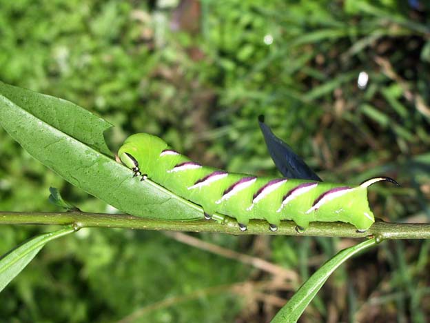 Sphinx ligustri