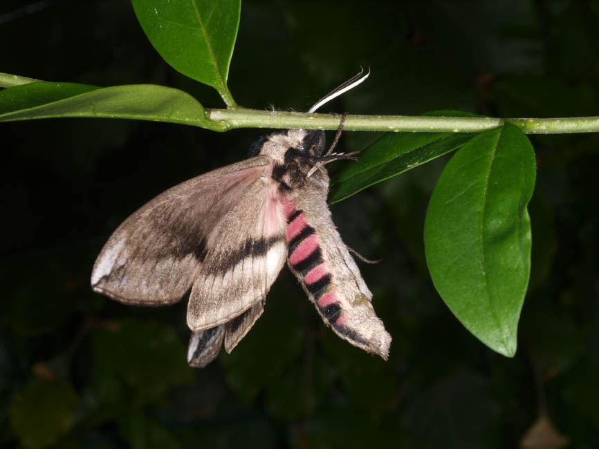 Sphinx ligustri