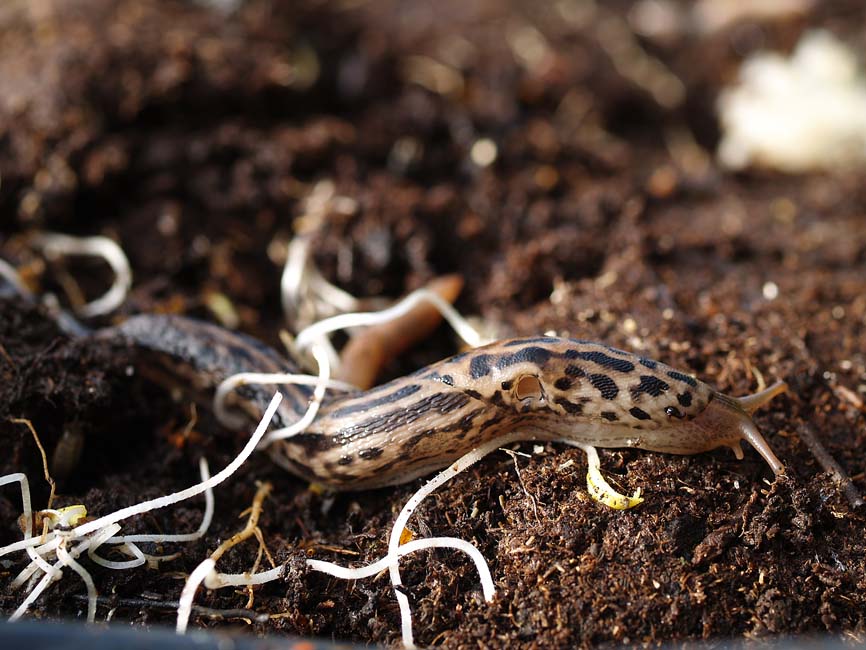 Limax maximus