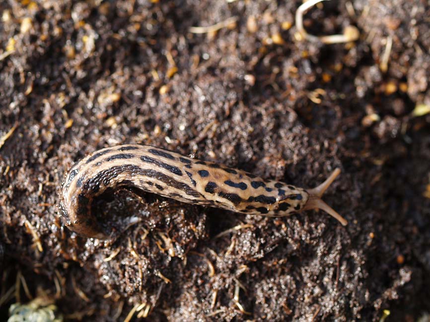 Limax maximus