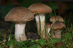 Armillaria ostoyae