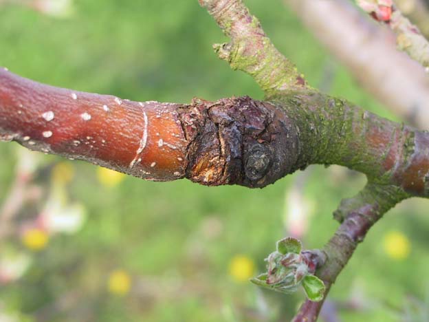 Nectria galligena