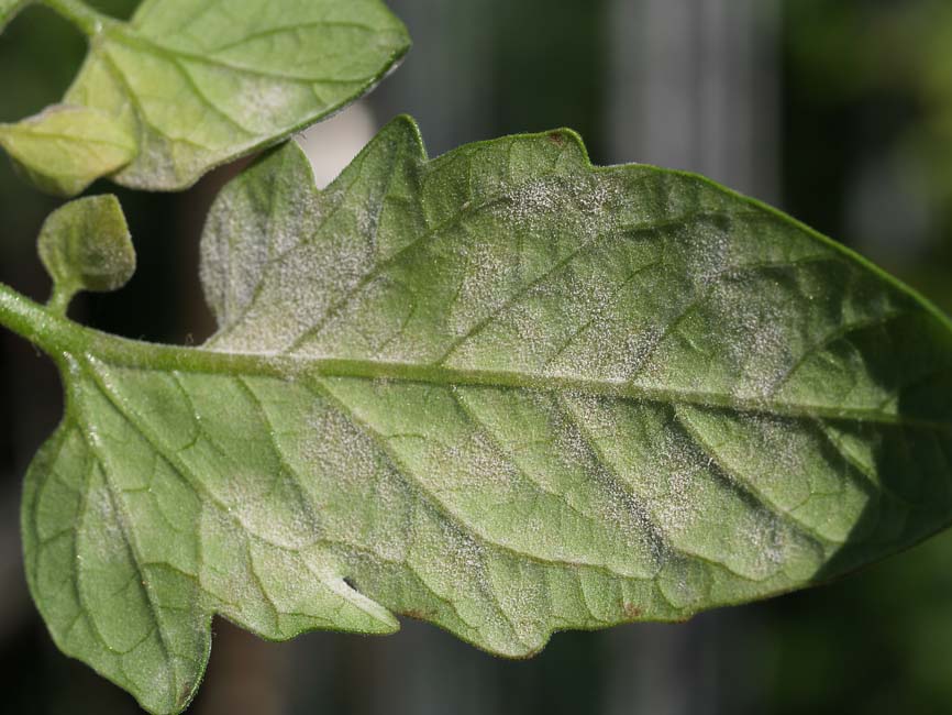 Oidium neolycopersici