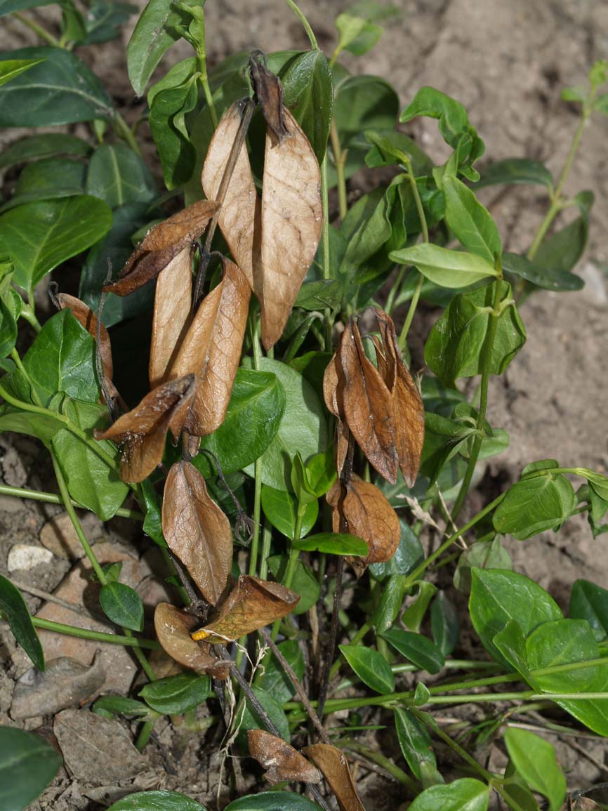 Phoma exigua var. exigua