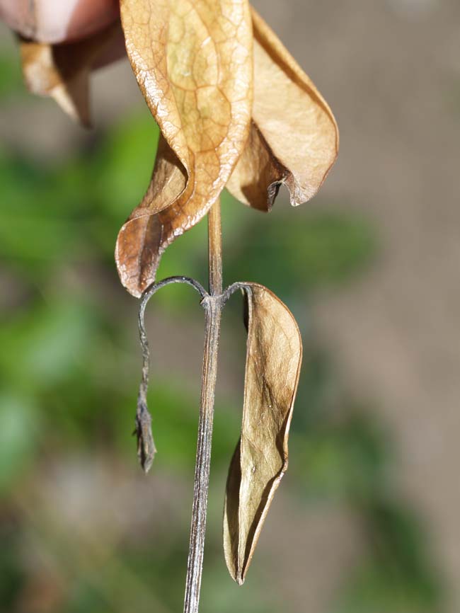 Phoma exigua var. exigua