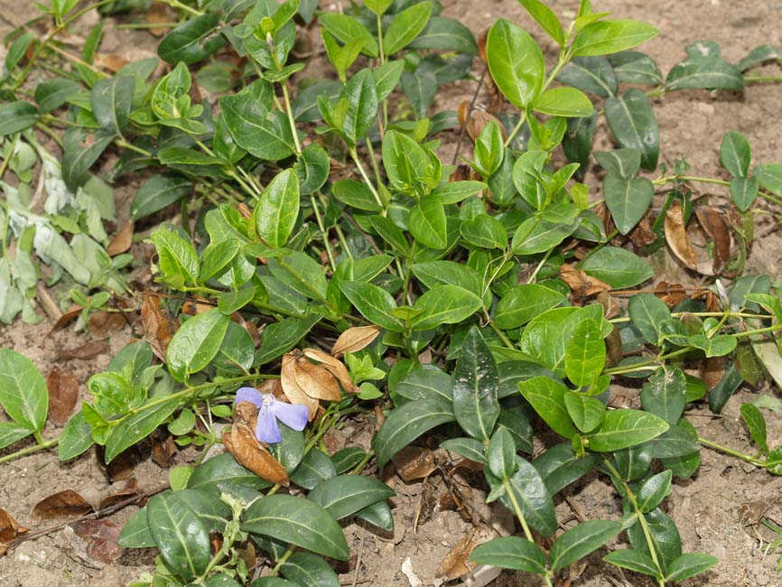 Phoma exigua var. exigua