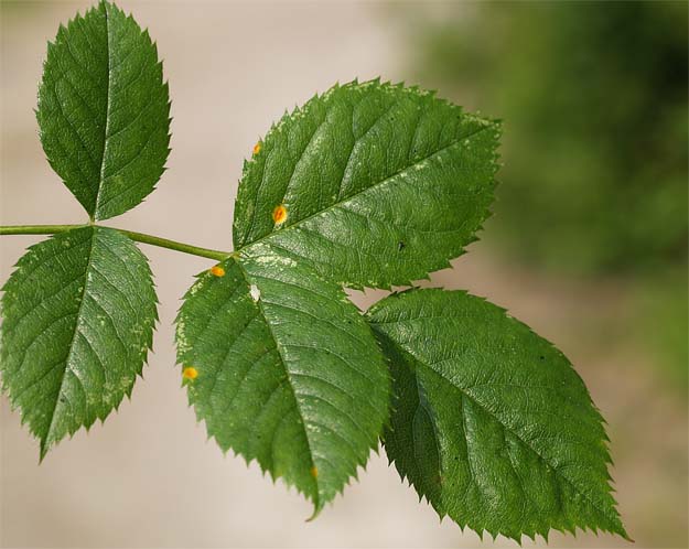 Phragmidium sp.