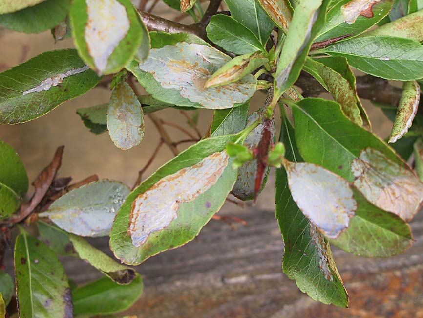 Phyllonorycter leucographella