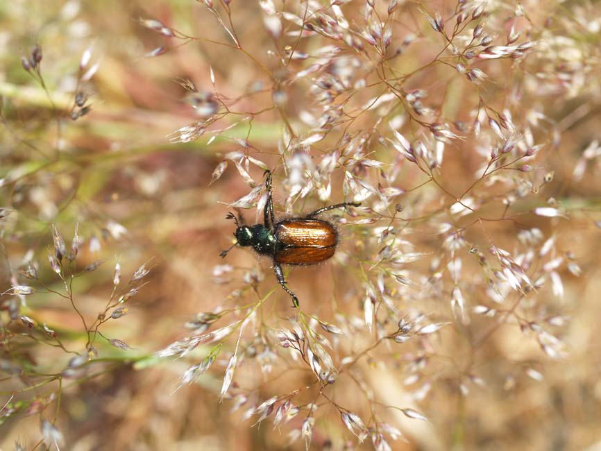 Phyllopertha horticola