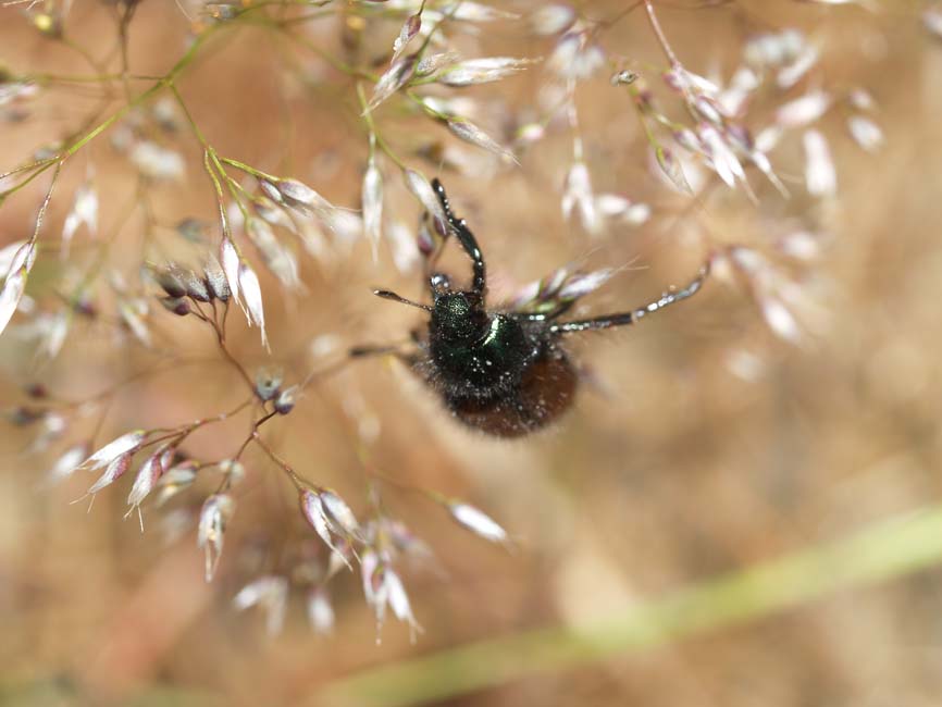 Phyllopertha horticola