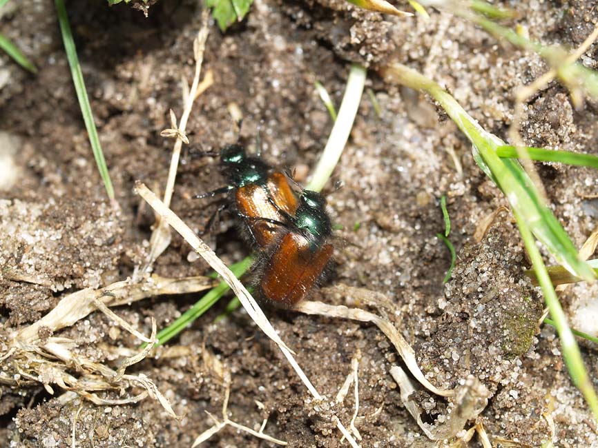 Phyllopertha horticola