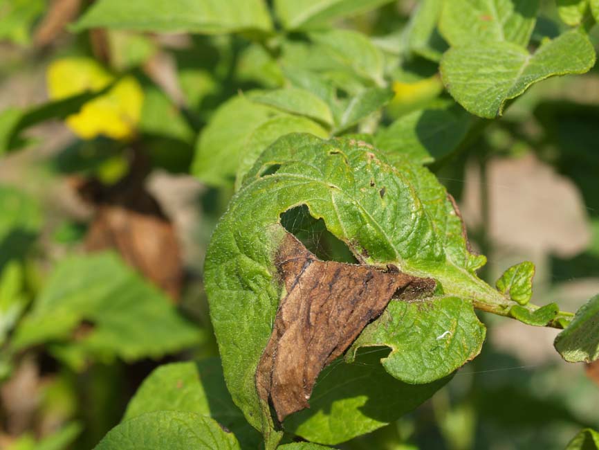 Phytophtora infestans