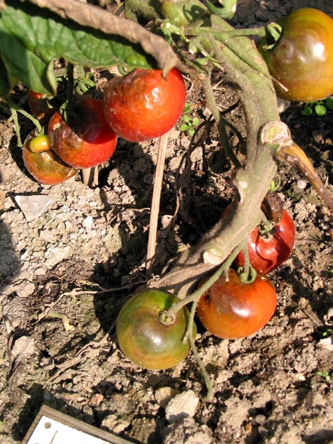 Kartoffelskimmel på tomater