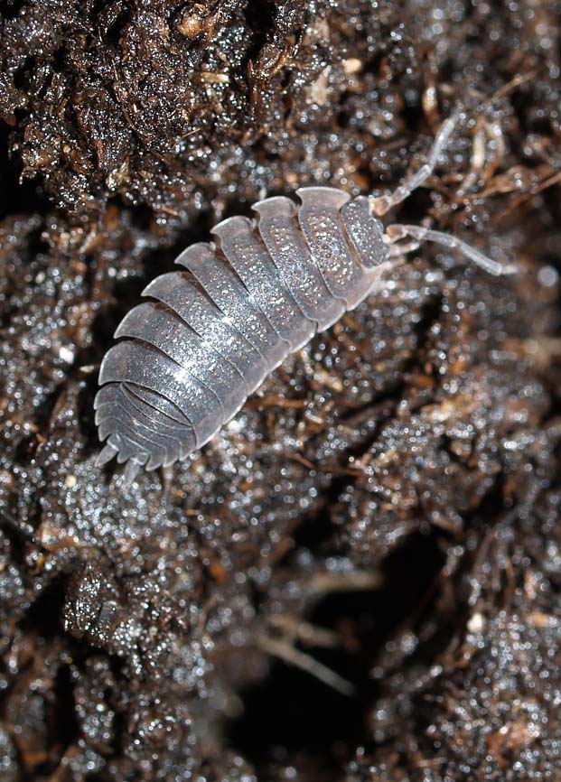 Porcellio scaber