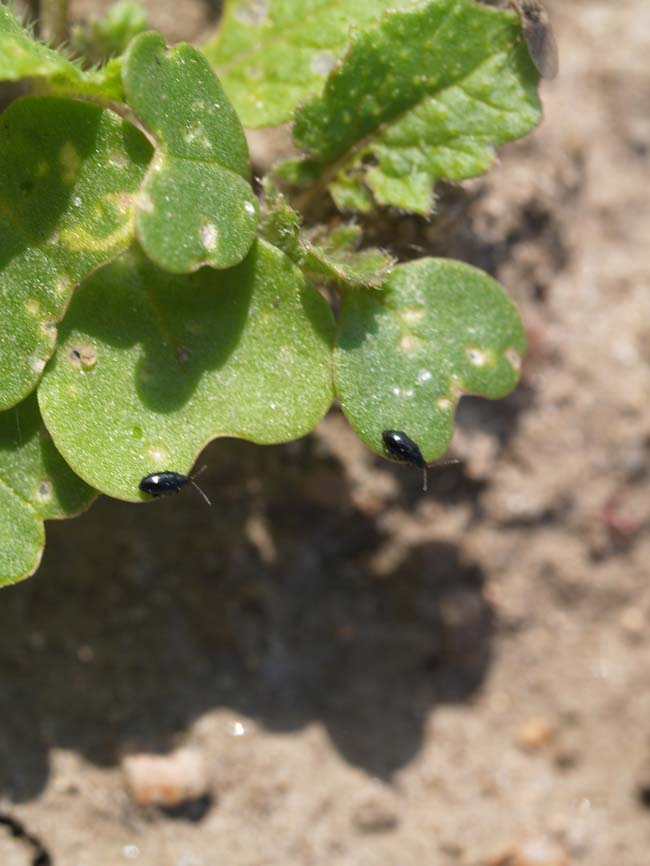 Phyllotreta sp.