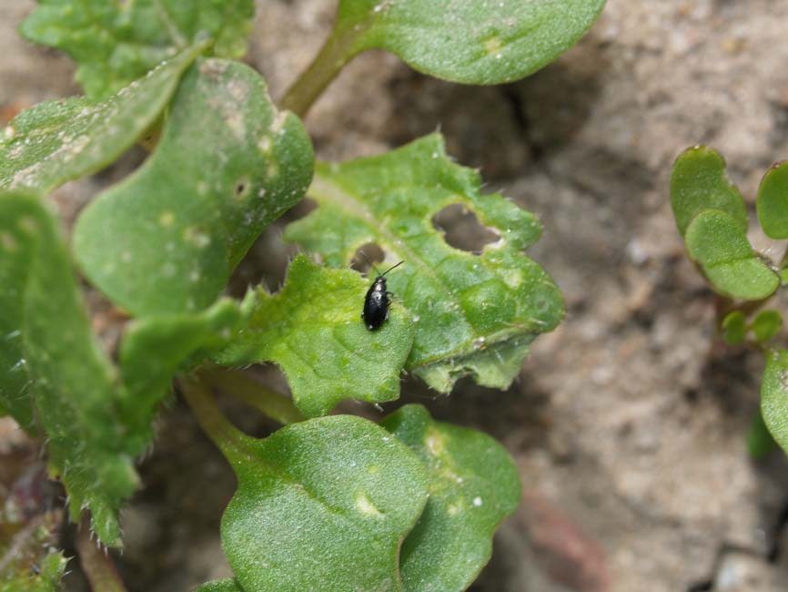 Phyllotreta sp.