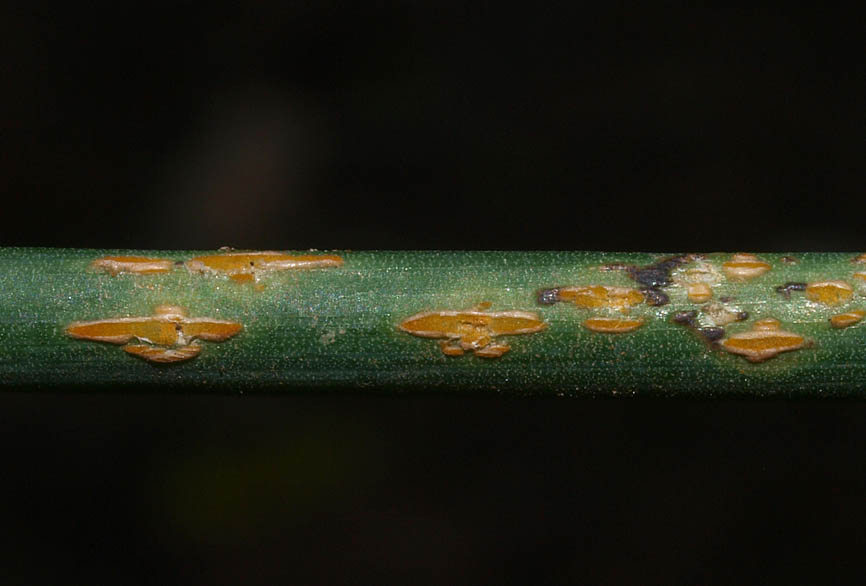 Puccinia allii