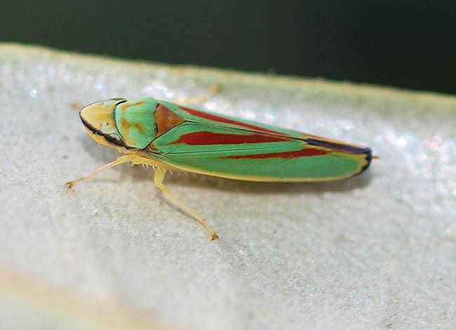 Graphocephala fennahi