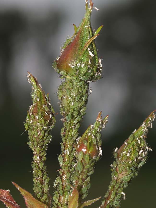 Macrosiphum rosae