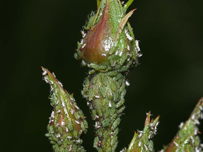 Macrosiphum rosae