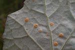 Puccinia poarum