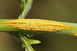 Puccinia lagenophorae