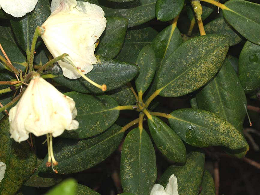 Stephanitis rhododendri