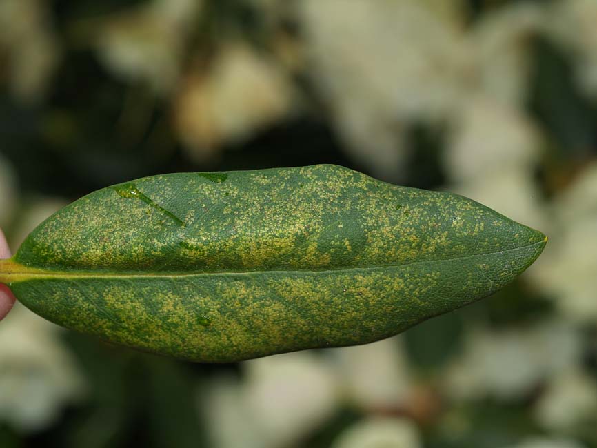 Stephanitis rhododendri