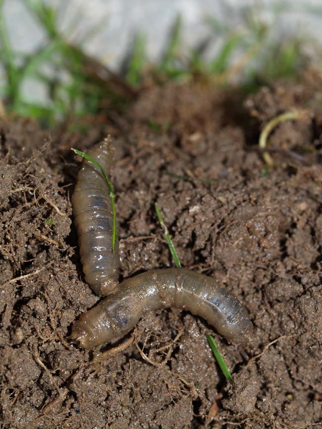 Lacanobia oleracea