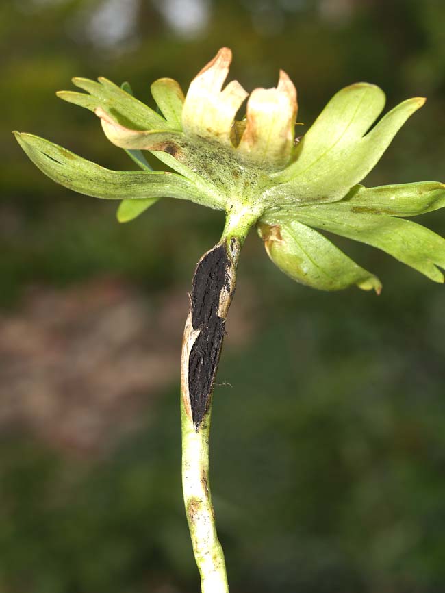 Urocystis eranthidis