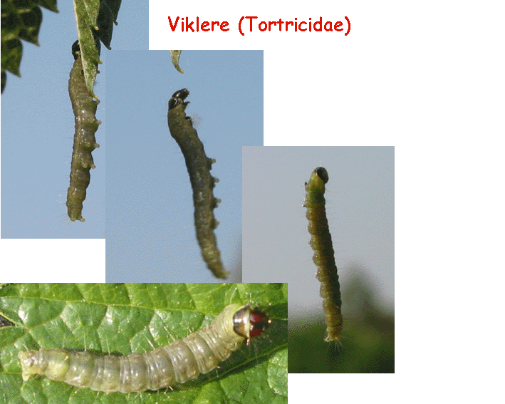 Tortricidae