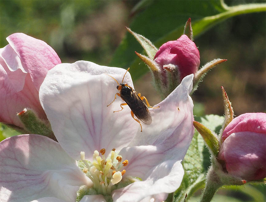 Hoplocampa testudinea