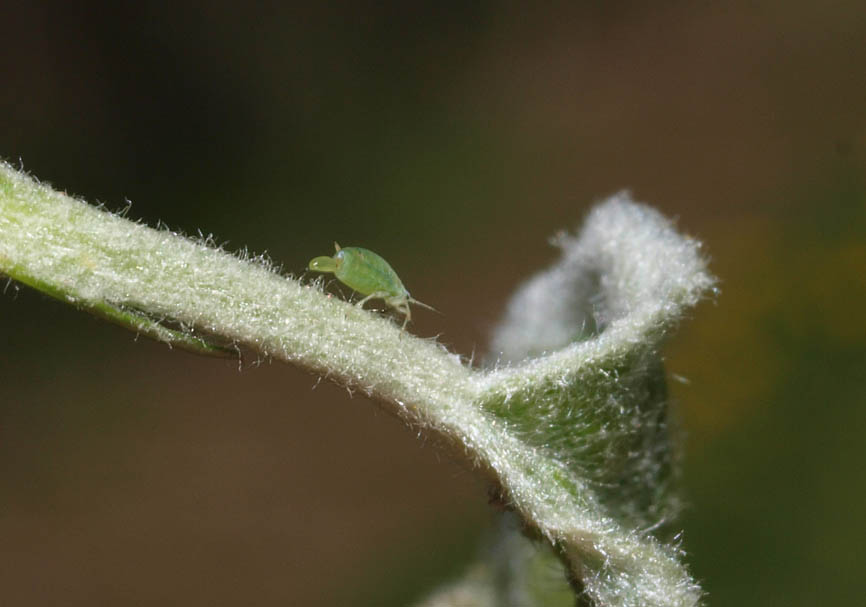 Rhopalosiphum insertum