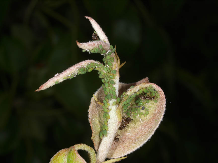 Rhopalosiphum insertum