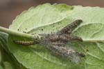 Acleris comariana