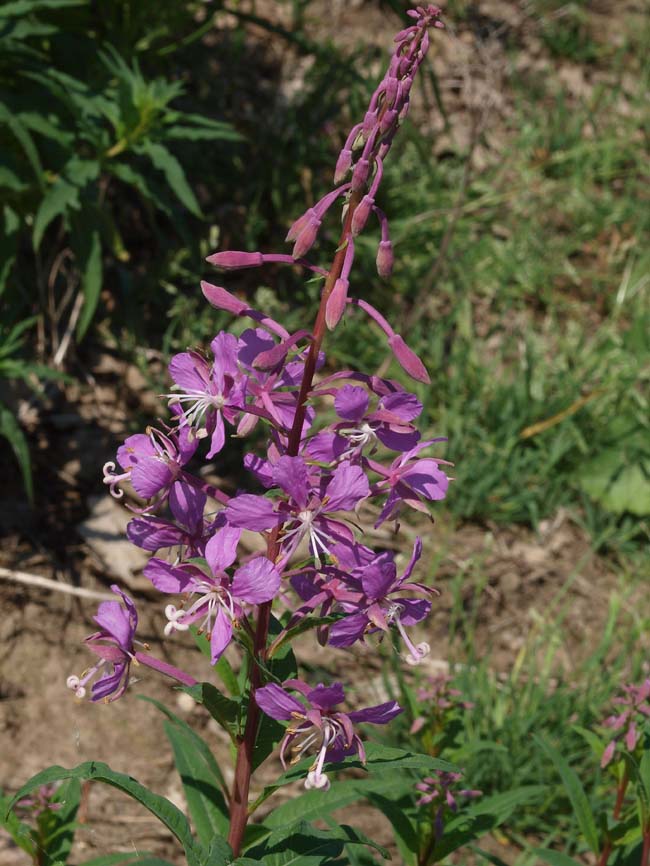 Pucciniastrum epilobii