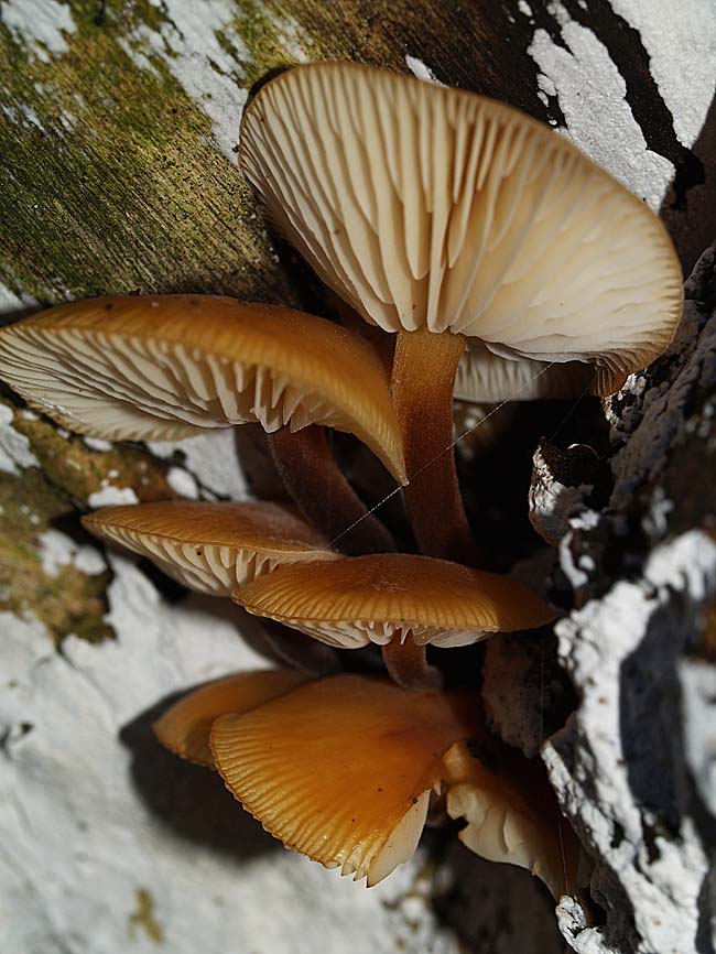 Flammulina velutipes