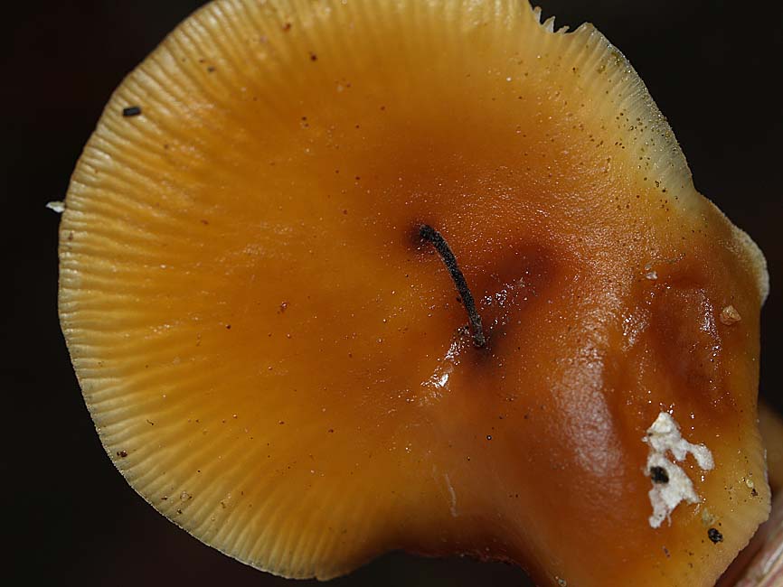 Flammulina velutipes