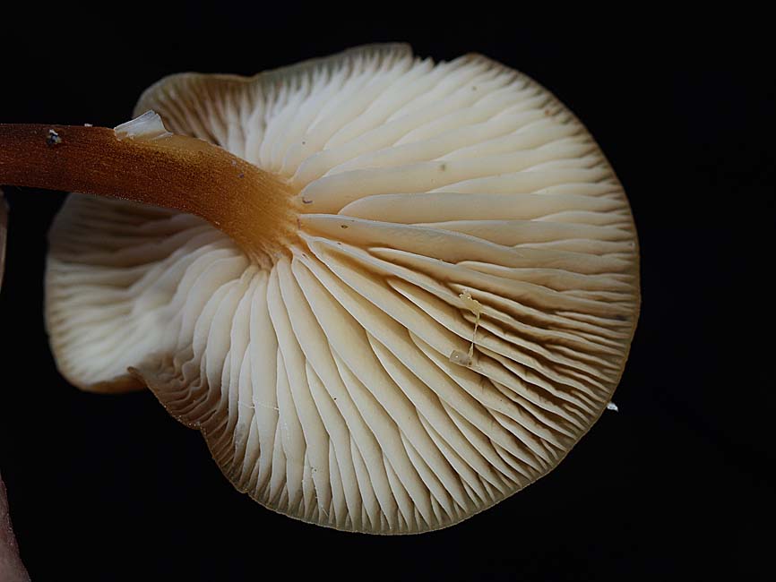 Flammulina velutipes