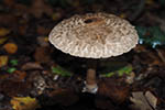 Chlorophyllum olivieri