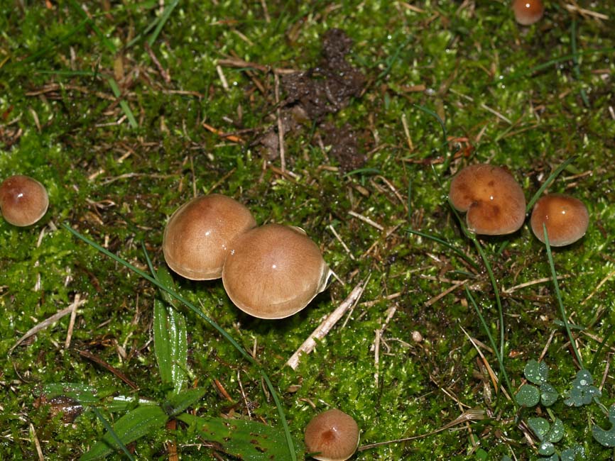 Hebeloma crustuliniforme