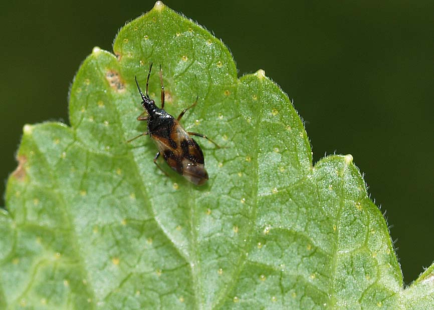 Anthocoris nemorum