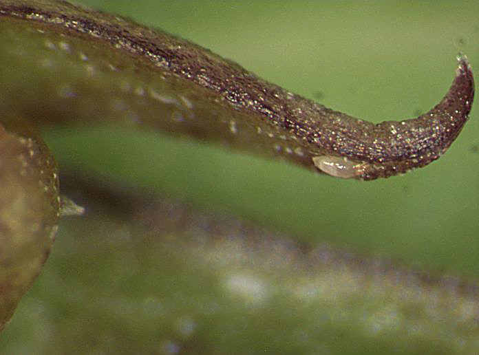 Phytonemus pallidus asteris